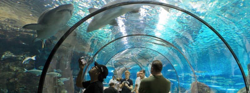 Fotografia di alcuni turisti all'interno di un tunnel dell'Aquarium di Barcellona con alcuni squali che nuotano sopra di loro 