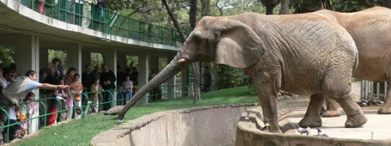 Fotografia di una coppia di elefanti che si avvicina a dei turisti all'interno dello Zoo di Barcellona