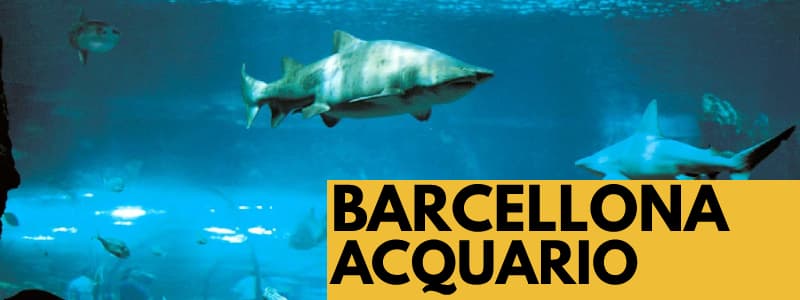 Fotografia squali che nuotano in un acquario con rettangolo arancione in basso a destra con scritta nera "Barcellona Acquario"